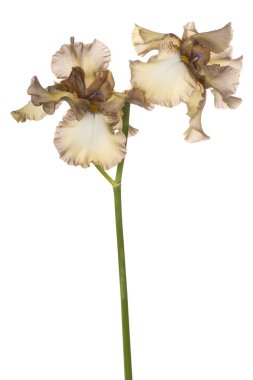 izole iris çiçeği