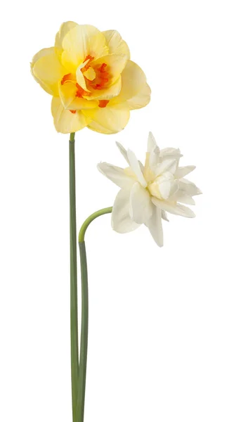 Блідо-жовтий колір квітка ізольовані — стокове фото
