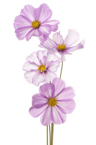 Cosmos flower isolated — Stock Photo, Image