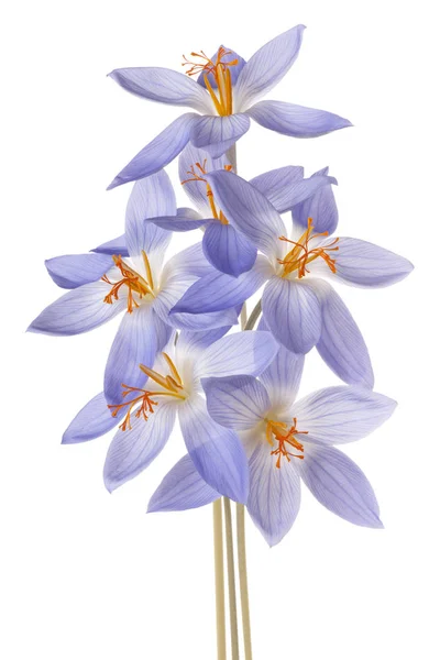 Crocus flower isolated — Stock Photo, Image