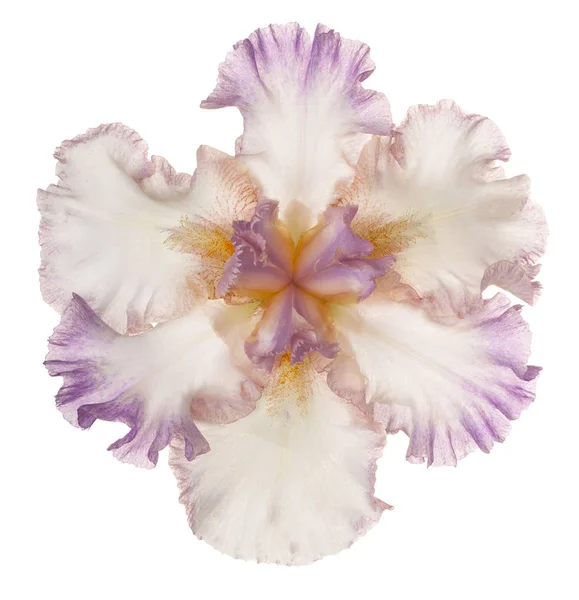 Irys kwiat na białym tle — Zdjęcie stockowe