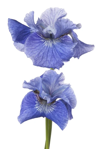 Iris blomma isolerade — Stockfoto