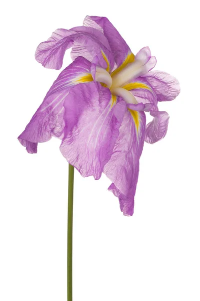 Izole iris çiçeği — Stok fotoğraf