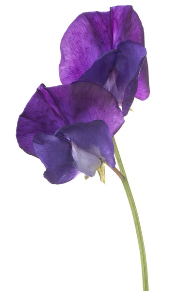 Sweet pea květina, samostatný — Stock fotografie