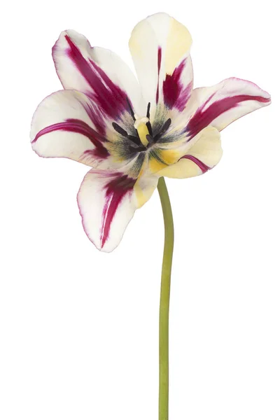 Tulipan kwiat na białym tle — Zdjęcie stockowe