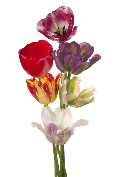 Tulipano fiore isolato — Foto Stock