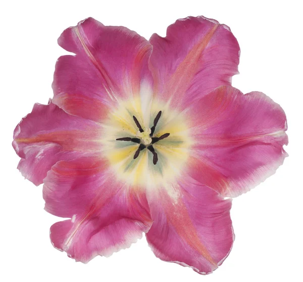 Tulip flower isolerade — Stockfoto