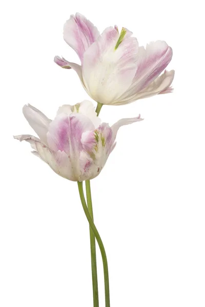 Fleurs de tulipes isolées — Photo