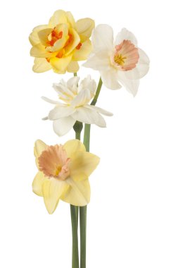 izole nergis çiçek