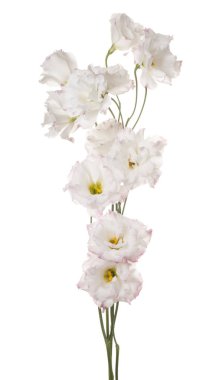 izole eustoma çiçek