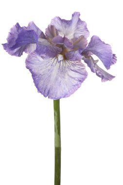 izole iris çiçeği