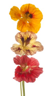 izole nasturtium çiçek