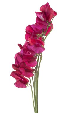 tatlı bezelyem çiçek izole