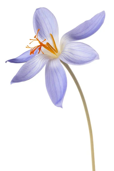 Crocus květ, samostatný — Stock fotografie