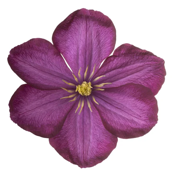 Clematis bloem geïsoleerd — Stockfoto