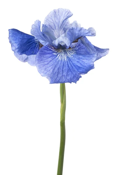 Iris blomma isolerade — Stockfoto