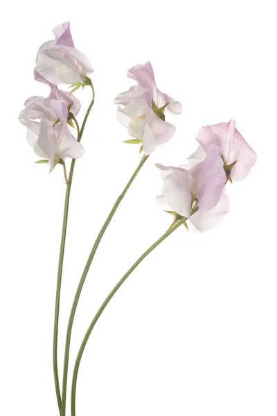 Sweet pea bloem geïsoleerd — Stockfoto