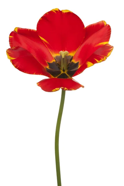 Flor de tulipa isolada — Fotografia de Stock