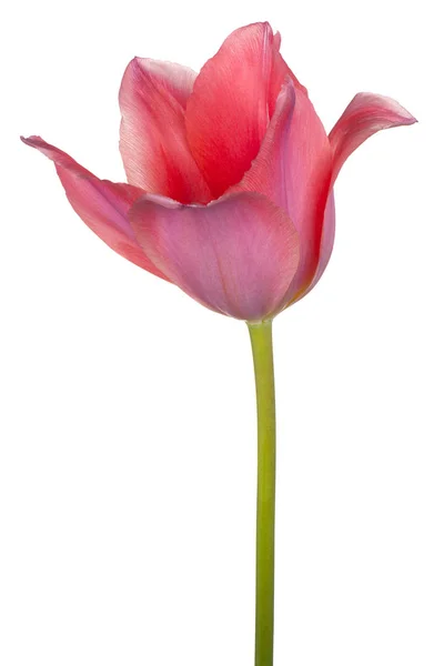 Tulip flower isolated — Stock Photo, Image