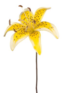 Zambak çiçeği soyutlanmış