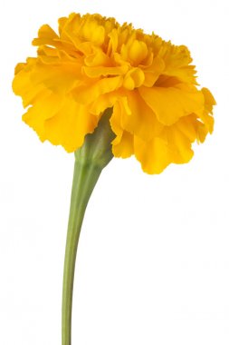 izole kadife çiçeği çiçek