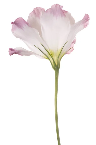 Eustomor blomma isolerade — Stockfoto