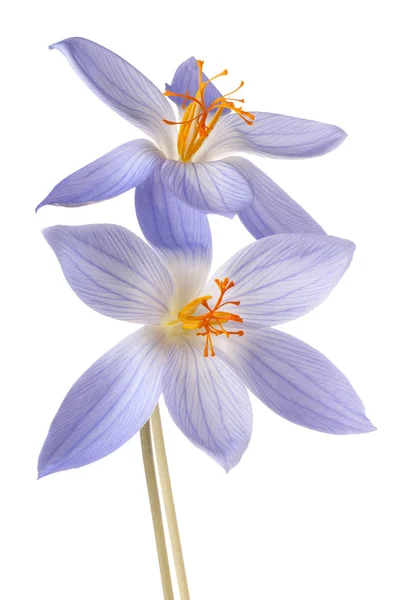 Crocus blomma isolerade — Stockfoto