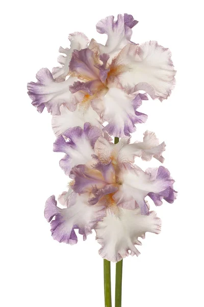 Květina Kosatec, samostatný — Stock fotografie