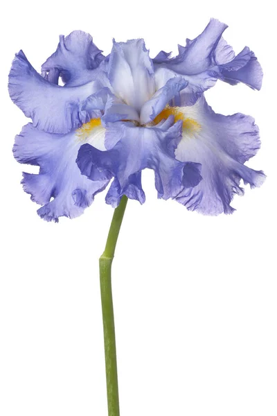 Irisblüte isoliert — Stockfoto