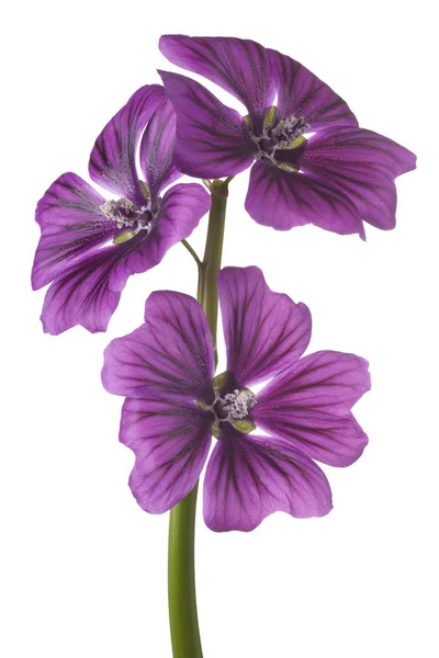 Malva blomma isolerade — Stockfoto