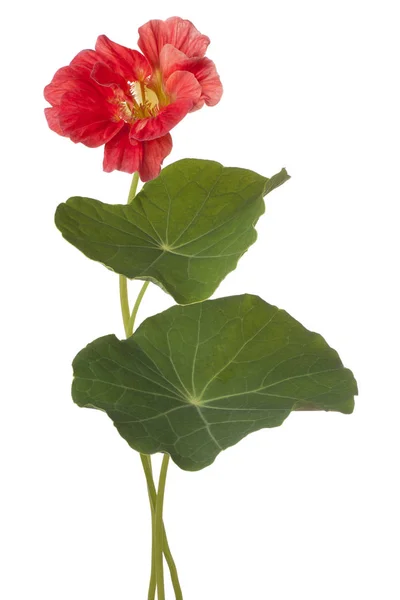 Fleur de nasturtium isolée — Photo