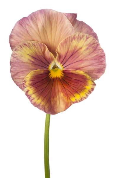 Fleur de pansy isolé — Photo