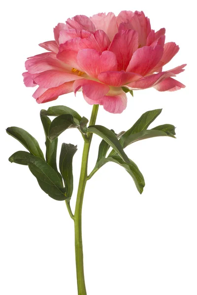 Peonia fiore isolato — Foto Stock