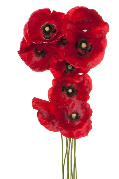 Poppy flower isolated — Stock Photo, Image