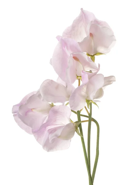 Sweet pea bloem geïsoleerd — Stockfoto