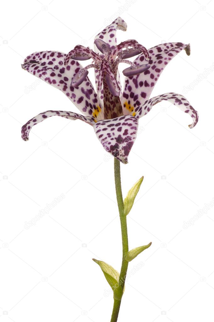 tricyrtis flower isolated