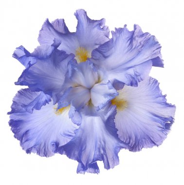 izole iris çiçeği