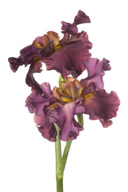 izole iris çiçeği