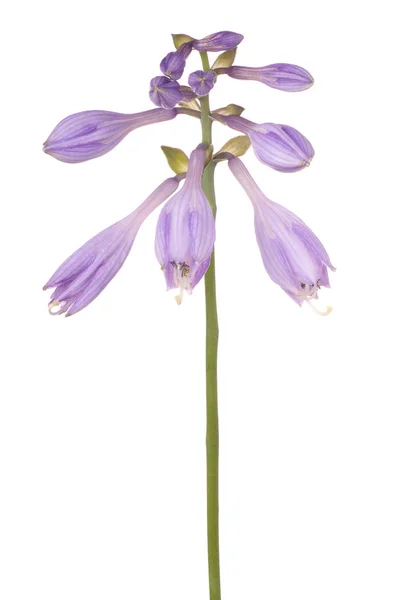 Hosta flower isolated — Stock Photo, Image