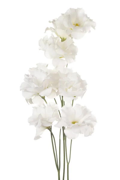 Eustoma bloem geïsoleerd — Stockfoto