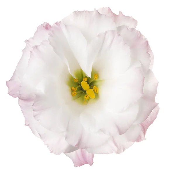 Eustoma květina izolované — Stock fotografie