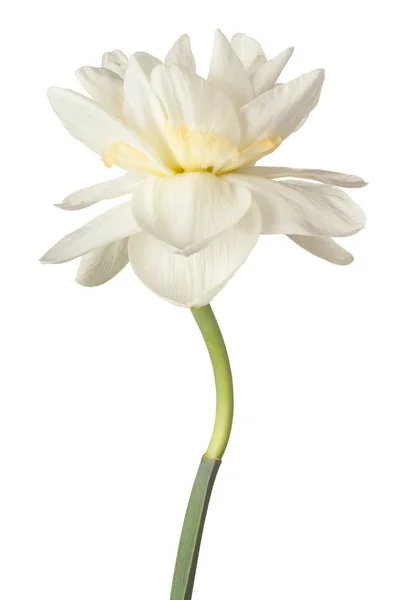 Bunga daffodil terisolasi — Stok Foto
