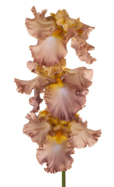 Iris flower isolated — Stock Photo, Image