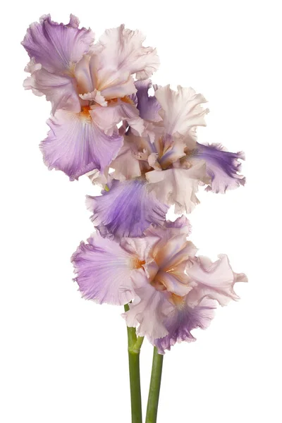 Irys kwiaty na białym tle — Zdjęcie stockowe