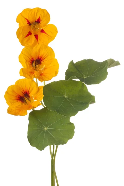 Nasturtium flower isolated — Stock Photo, Image