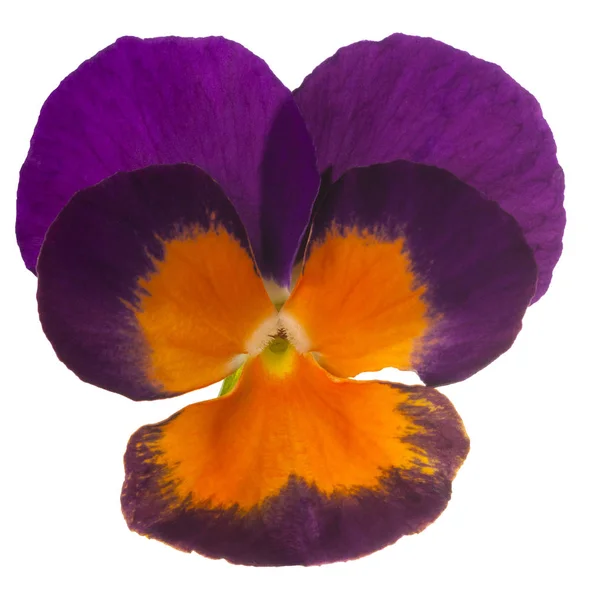 三色紫罗兰花隔离 — 图库照片