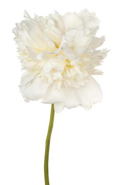 Flor de peónia isolada — Fotografia de Stock