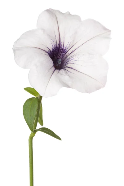 Petunia bloem geïsoleerd — Stockfoto