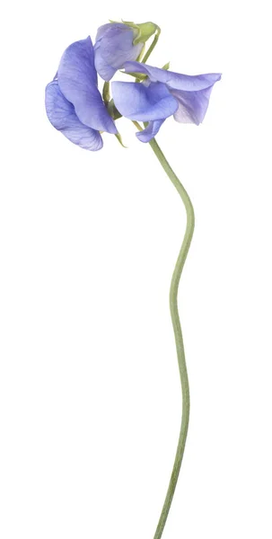 Солодка горохова квітка ізольована — стокове фото