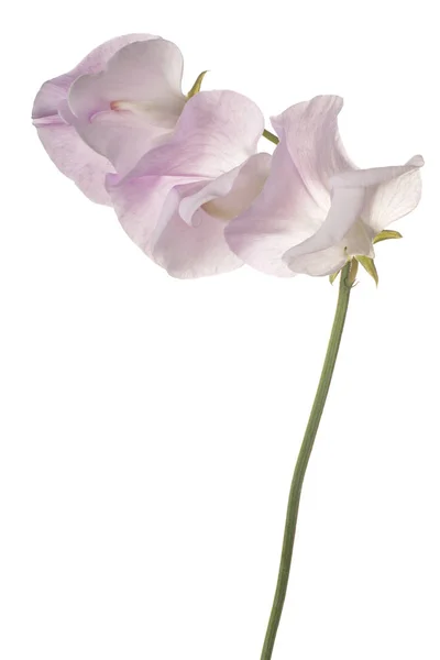 Sweet pea květina, samostatný — Stock fotografie